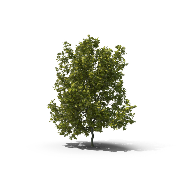 English Oak Tree PNG & PSD Images English Oak Tree PNG & PSD Images
