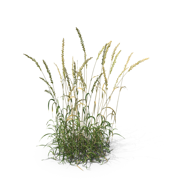 Summer: English Ray Grass Patch PNG & PSD Images Summer: English Ray Grass Patch PNG & PSD Images