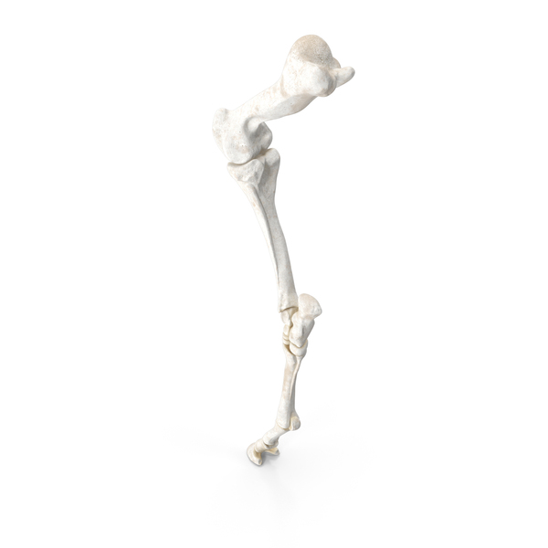 Horse Skeleton: Equine Forleg PNG & PSD Images Horse Skeleton: Equine Forleg PNG & PSD Images