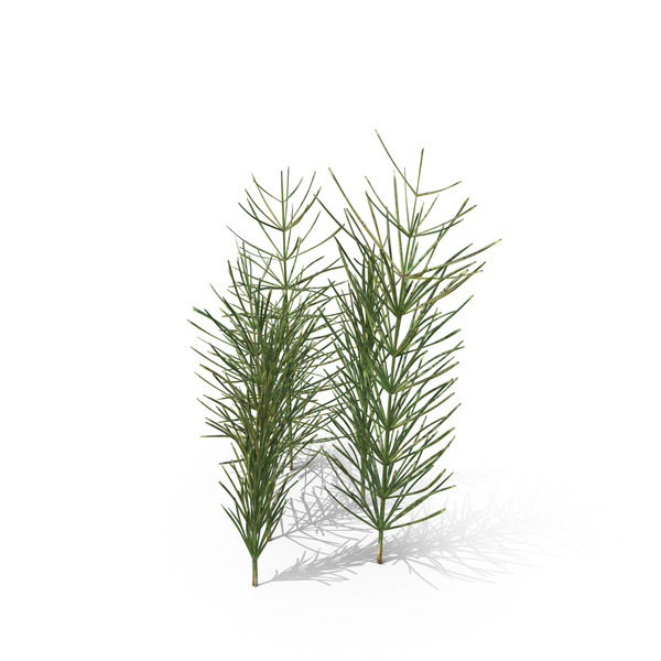 Plants: Equisetum Arvense PNG & PSD Images Plants: Equisetum Arvense PNG & PSD Images