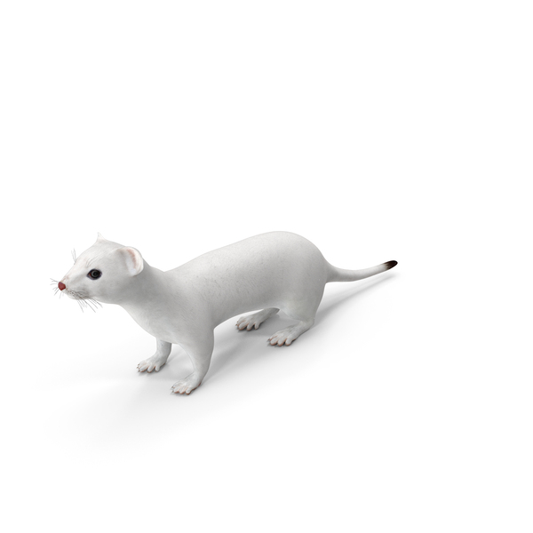 Ermine Winter Coat PNG & PSD Images Ermine Winter Coat PNG & PSD Images
