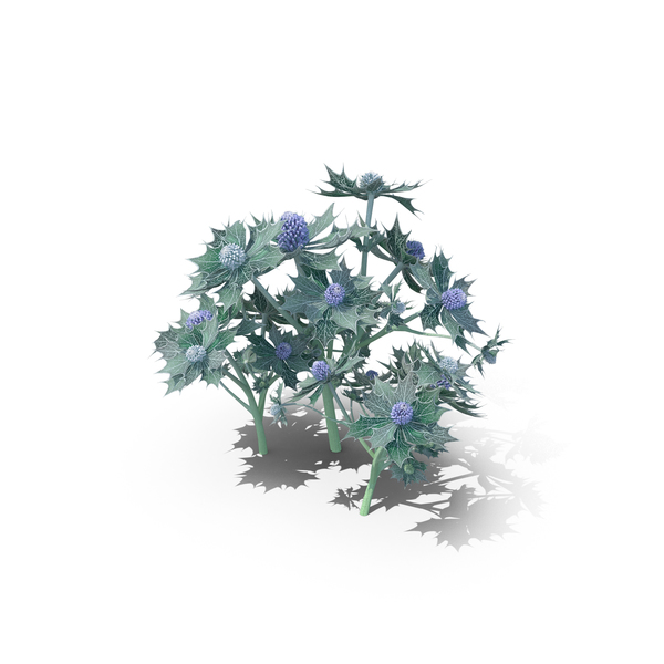 Holly: Eryngium Maritimum PNG & PSD Images Holly: Eryngium Maritimum PNG & PSD Images