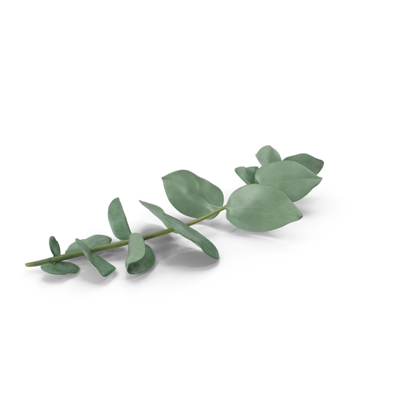 Eucalyptus Sprigs PNG Images & PSDs for Download | PixelSquid - S121551750