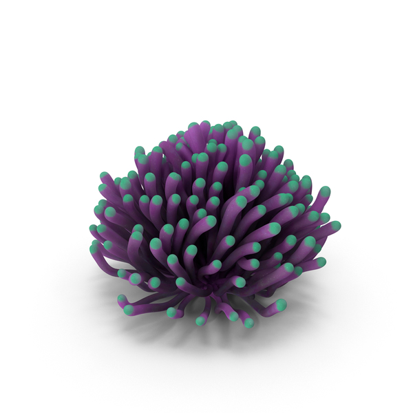 Reef: Euphylia Coral PNG & PSD Images Reef: Euphylia Coral PNG & PSD Images