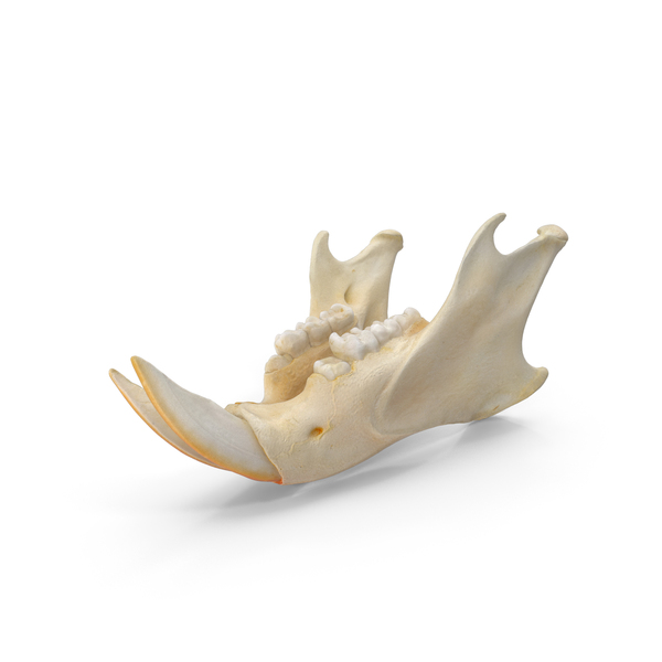 Bone: Eurasian Red Squirrel Sciurus Vulgaris Jaw PNG & PSD Images