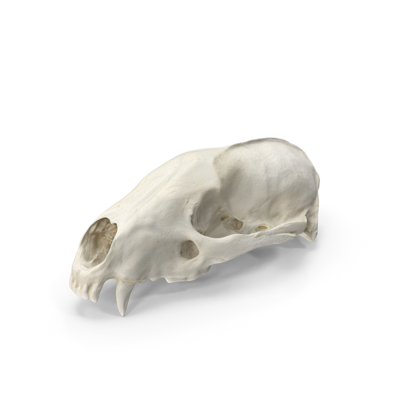 Animal: European Badger ( Meles Meles ) Skull PNG & PSD Images