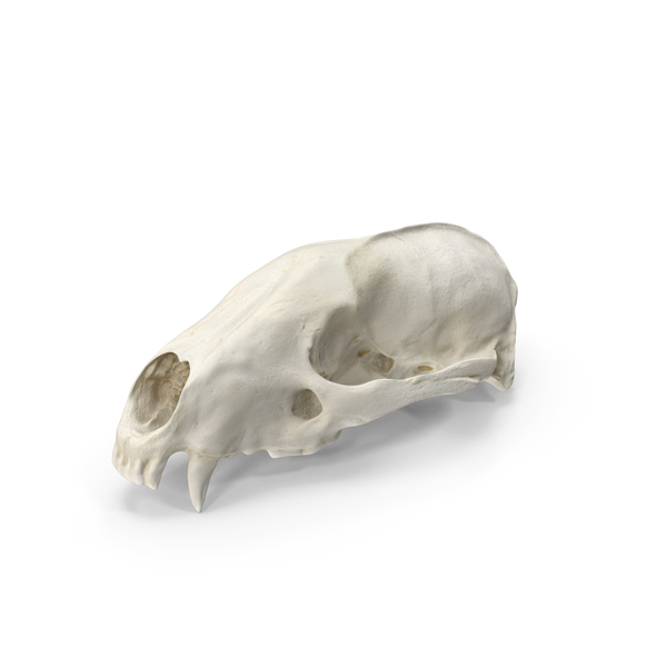 Animal: European Badger ( Meles Meles ) Skull PNG & PSD Images Animal: European Badger ( Meles Meles ) Skull PNG & PSD Images
