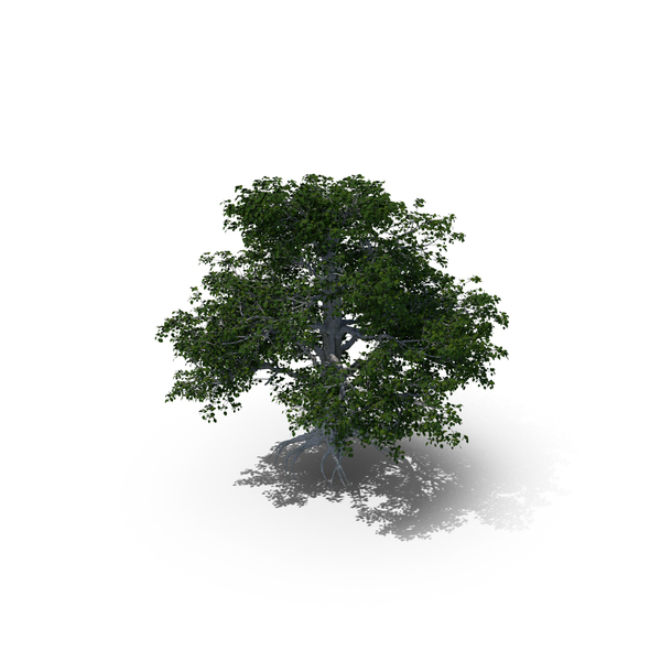 European Beech Tree PNG & PSD Images European Beech Tree PNG & PSD Images