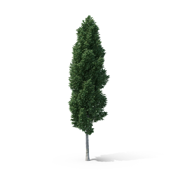 European Hornbeam PNG & PSD Images European Hornbeam PNG & PSD Images