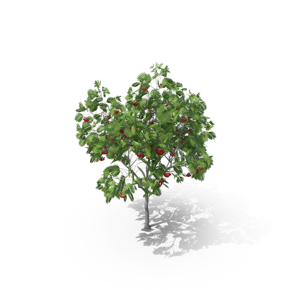 European Mountain Ash Rowan Tree PNG & PSD Images European Mountain Ash Rowan Tree PNG & PSD Images