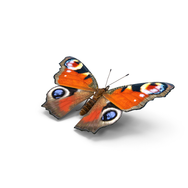 European Peacock Butterfly Sitting Pose PNG & PSD Images European Peacock Butterfly Sitting Pose PNG & PSD Images