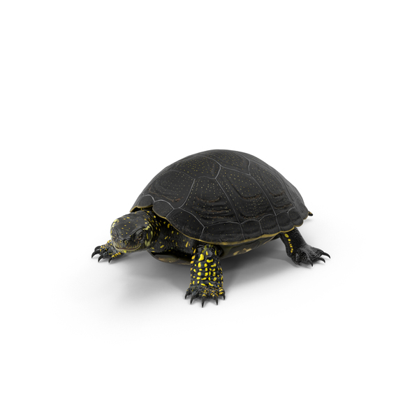 European Pond Turtle PNG & PSD Images European Pond Turtle PNG & PSD Images
