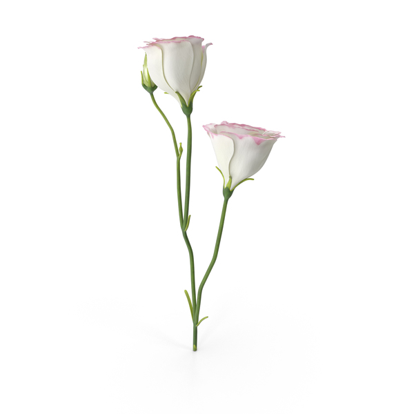Flowering Plants: Eustoma White Pink PNG & PSD Images Flowering Plants: Eustoma White Pink PNG & PSD Images