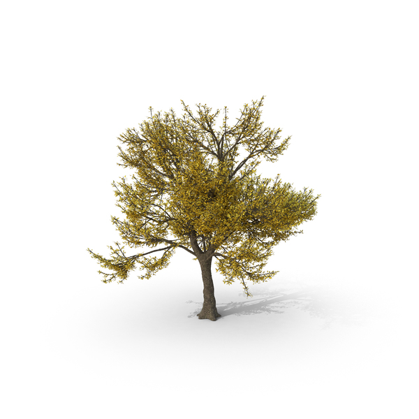 Fall Ash Tree PNG & PSD Images Fall Ash Tree PNG & PSD Images