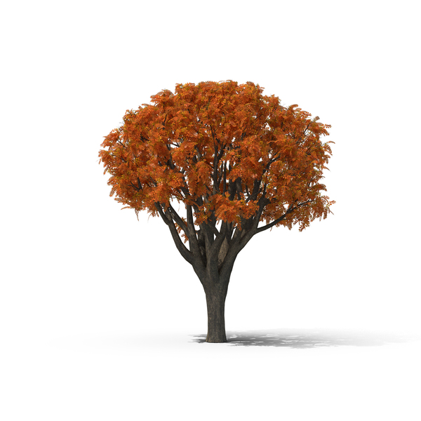 Deciduous: Fall Tree PNG & PSD Images Deciduous: Fall Tree PNG & PSD Images