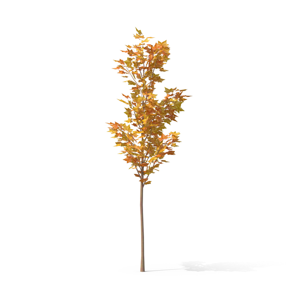 Deciduous: Fall Tree PNG & PSD Images Deciduous: Fall Tree PNG & PSD Images