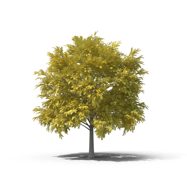 Deciduous: Fall Tree PNG & PSD Images Deciduous: Fall Tree PNG & PSD Images