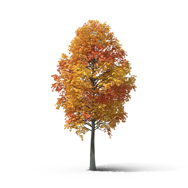 Deciduous: Fall Tree PNG & PSD Images