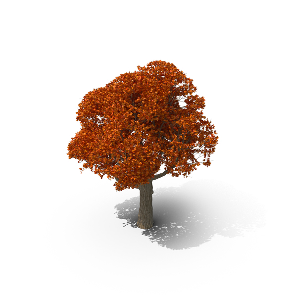 Fall Tree PNG & PSD Images Fall Tree PNG & PSD Images