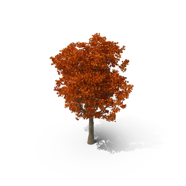 Fall Tree PNG & PSD Images Fall Tree PNG & PSD Images