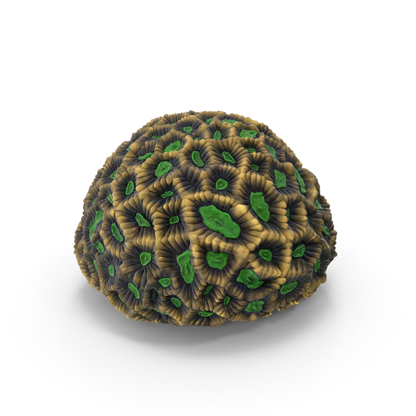 Reef: Favites Coral PNG & PSD Images Reef: Favites Coral PNG & PSD Images