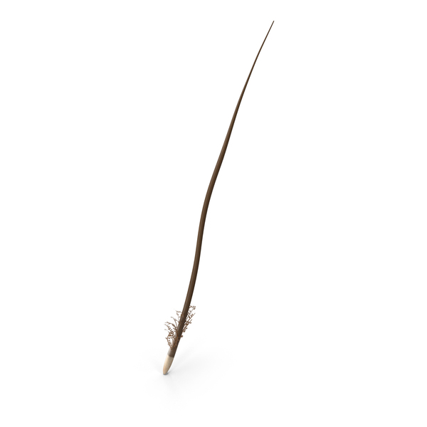 Feather Base PNG & PSD Images Feather Base PNG & PSD Images