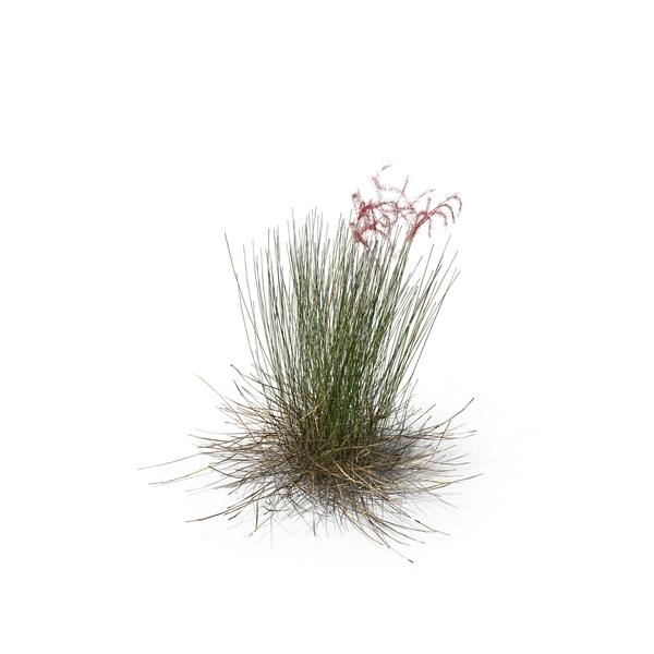 Plant: Feather Grass PNG & PSD Images