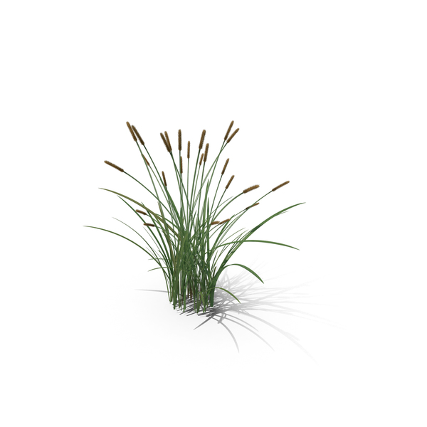 Plant: Feather Grass Reed 002 - PBR 4K PNG & PSD Images Plant: Feather Grass Reed 002 - PBR 4K PNG & PSD Images