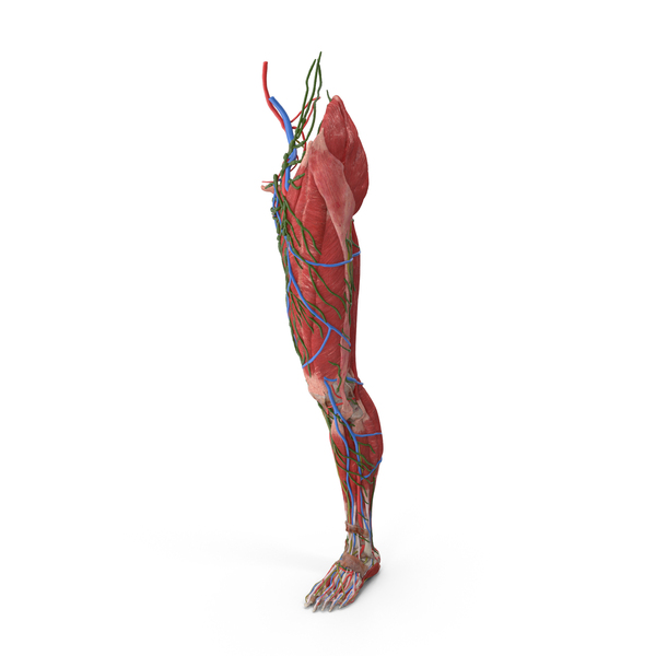 Legs: Female Anatomy Left Leg PNG & PSD Images