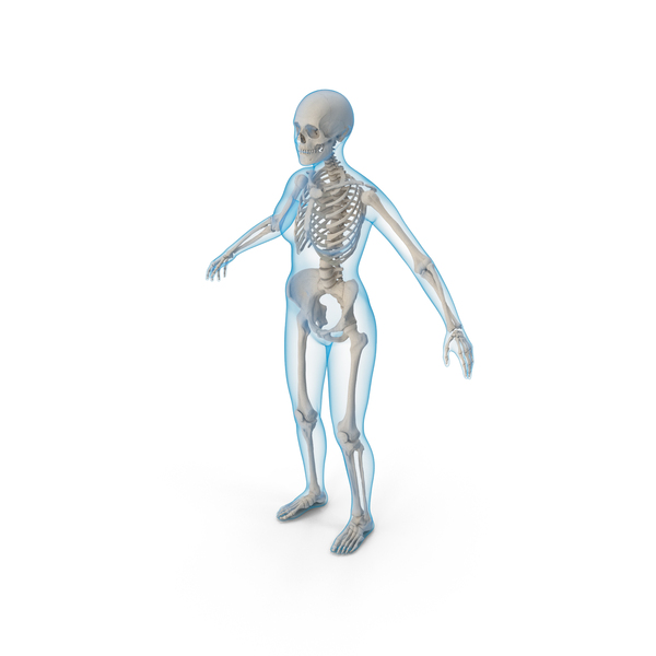 Female Body with Skeleton PNG & PSD Images Female Body with Skeleton PNG & PSD Images