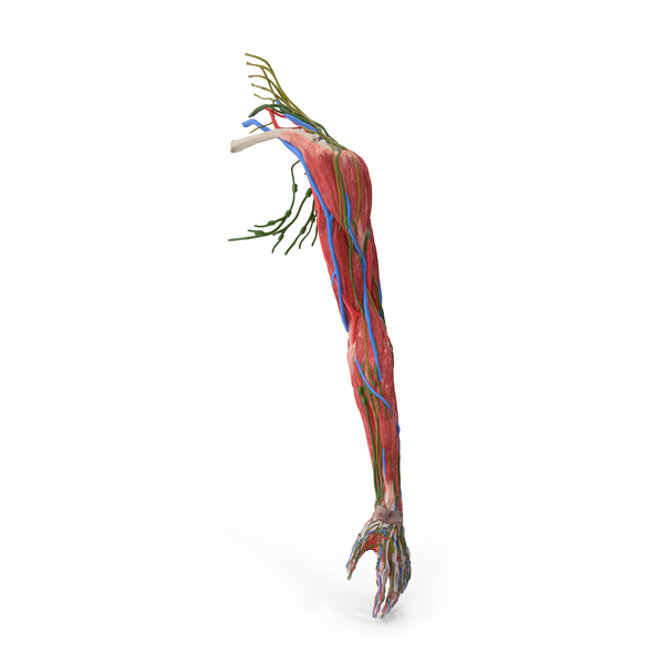 Arms: Female Left Arm Anatomy Skinless PNG & PSD Images Arms: Female Left Arm Anatomy Skinless PNG & PSD Images