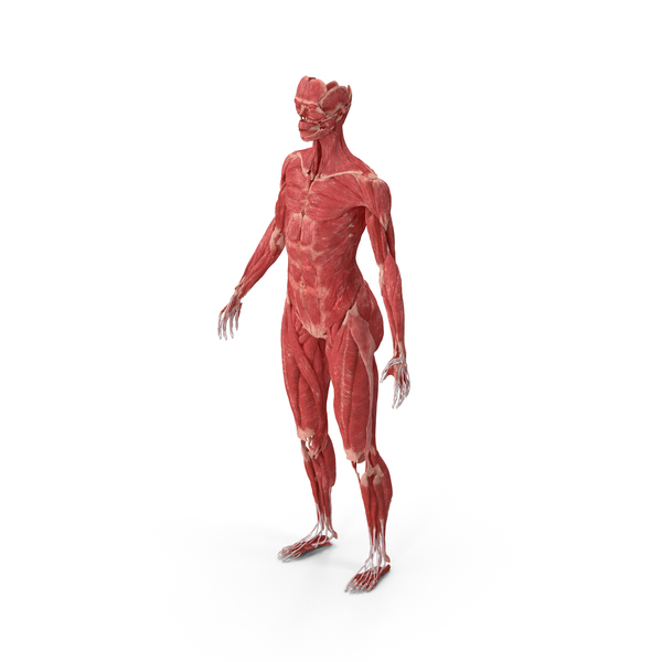 Running Man Muscles Anatomy System PNG Images & PSDs for Download ...