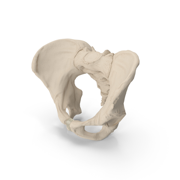 Female Pelvis Skeleton PNG & PSD Images Female Pelvis Skeleton PNG & PSD Images