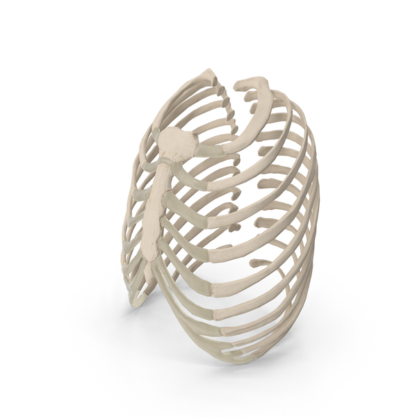 Female Ribcage Skeleton PNG & PSD Images Female Ribcage Skeleton PNG & PSD Images