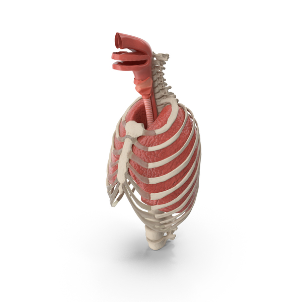 Lungs: Female Ribcage Skeleton with Respiratory System PNG & PSD Images