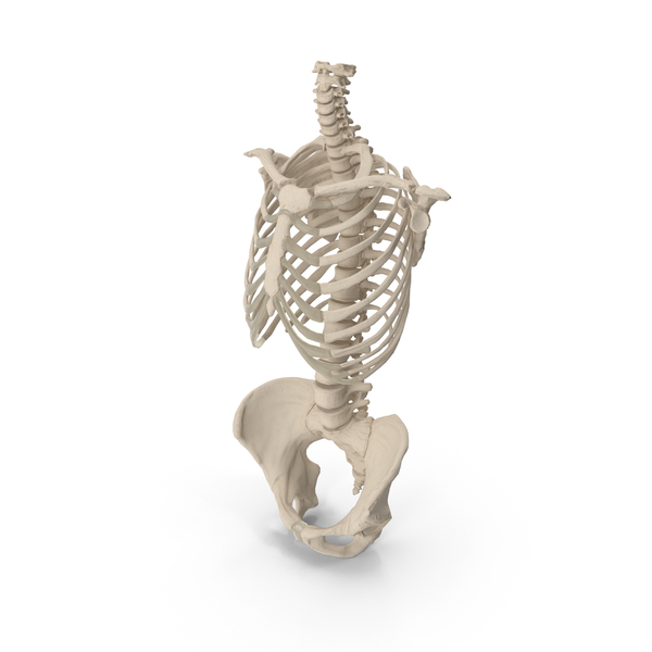 Female Torso Skeleton PNG Images & PSDs for Download | PixelSquid ...