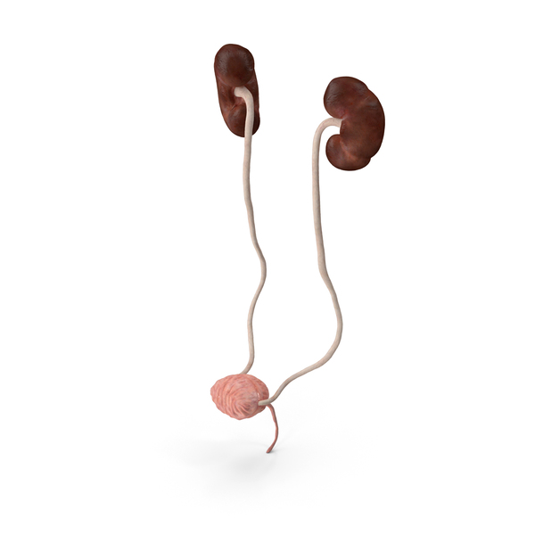 Excretory: Female Urinary System Anatomy PNG & PSD Images Excretory: Female Urinary System Anatomy PNG & PSD Images