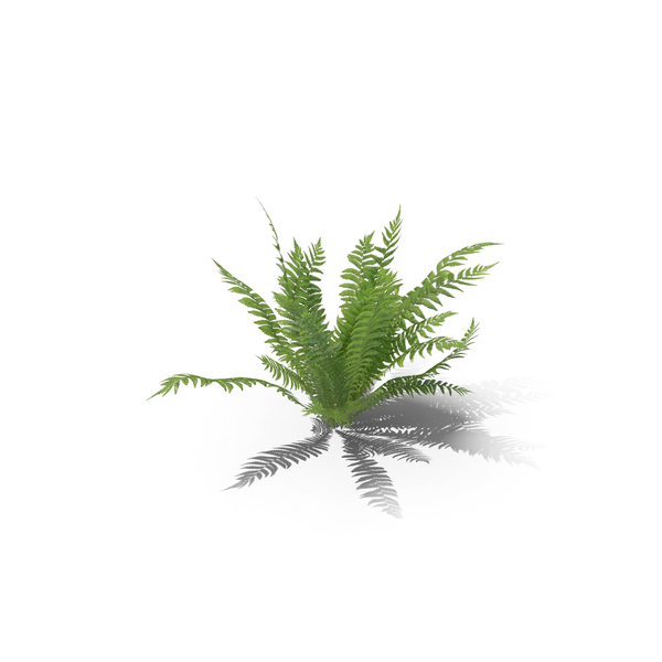 Fern PNG & PSD Images Fern PNG & PSD Images
