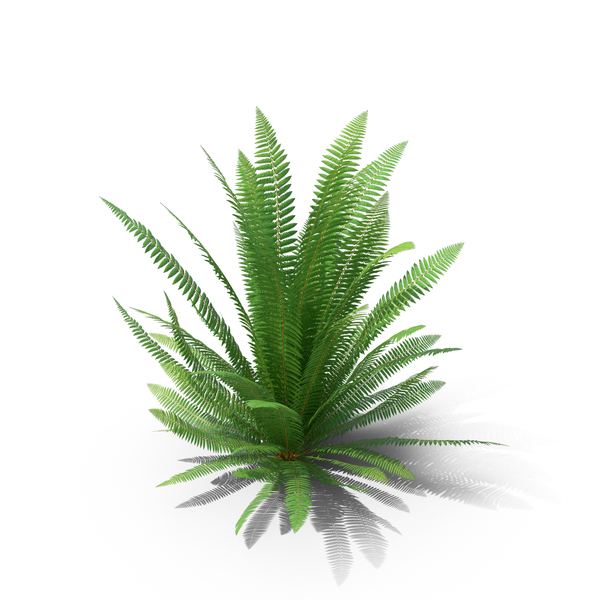 Fern PNG & PSD Images Fern PNG & PSD Images