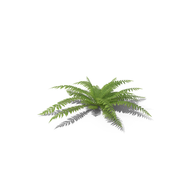 Fern PNG & PSD Images Fern PNG & PSD Images