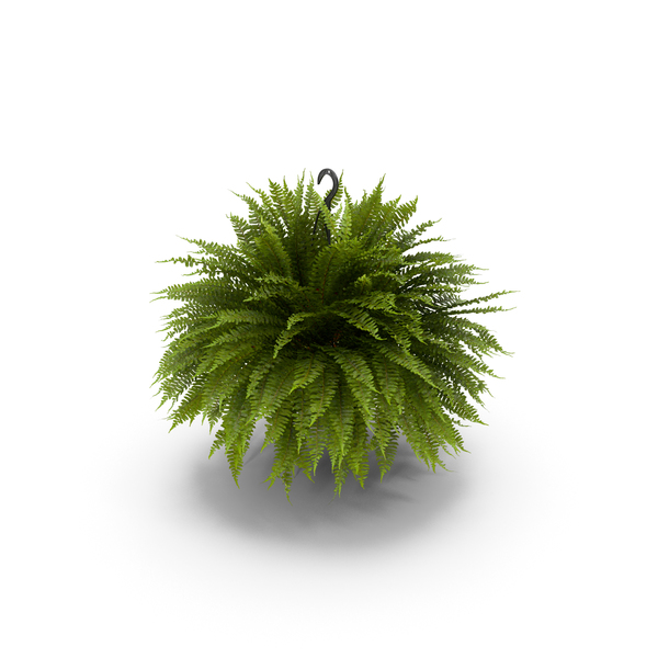 Fern PNG & PSD Images Fern PNG & PSD Images