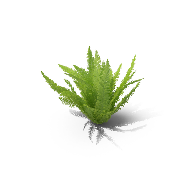 Fern PNG & PSD Images Fern PNG & PSD Images