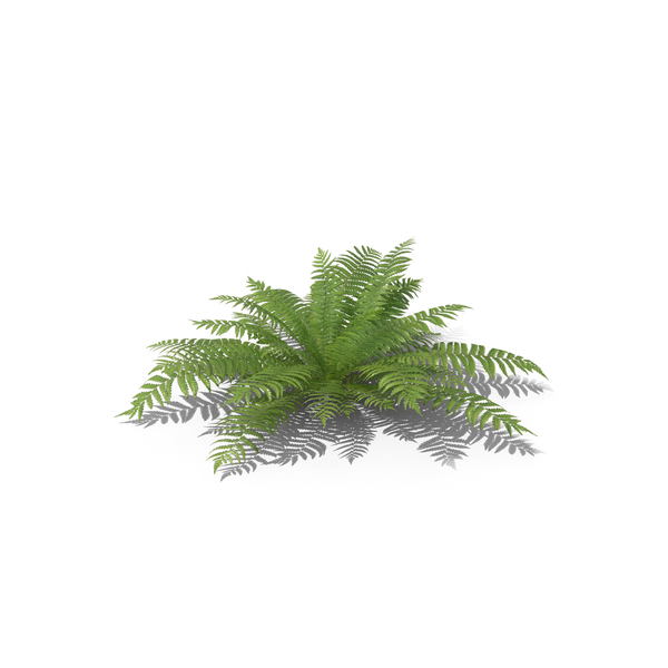 Fern PNG & PSD Images Fern PNG & PSD Images