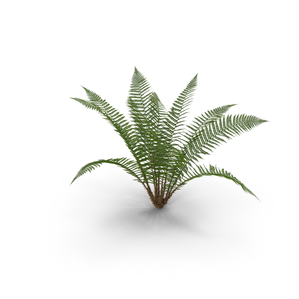 Fern Plant PNG Images & PSDs for Download | PixelSquid - S123128586