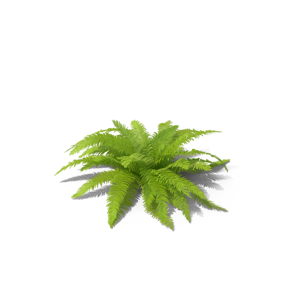 Fern PNG & PSD Images Fern PNG & PSD Images