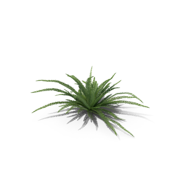 Fern Sword PNG & PSD Images Fern Sword PNG & PSD Images