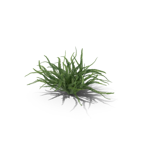 Fern Sword PNG & PSD Images Fern Sword PNG & PSD Images