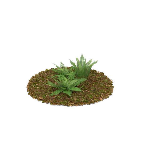 Fern: Ferns PNG & PSD Images Fern: Ferns PNG & PSD Images