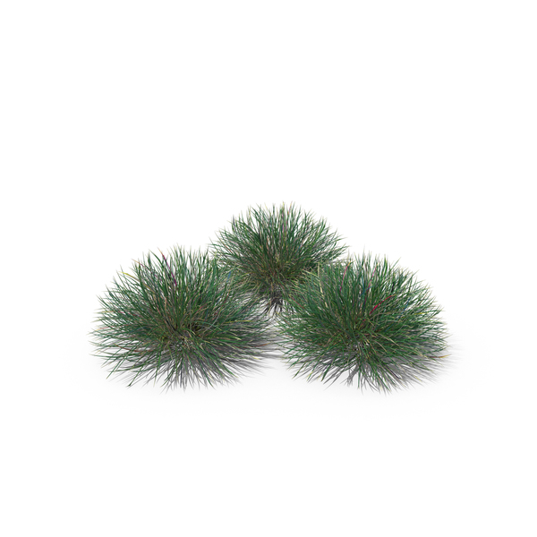 Grasses: Festuca PNG & PSD Images Grasses: Festuca PNG & PSD Images