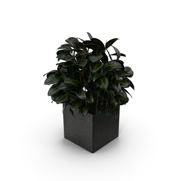 Ficus PNG & PSD Images Ficus PNG & PSD Images
